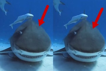 Video shows a tiger shark up close and amazes with its imposing presence