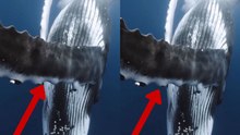 Video captures the stunning sound a whale emits