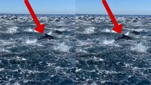 Video captures dolphins creating a natural spectacle that leaves everyone amazed