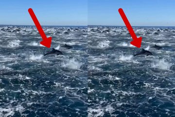 Video captures dolphins creating a natural spectacle that leaves everyone amazed