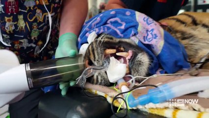 Taronga Whos Who In The Zoo S06E02