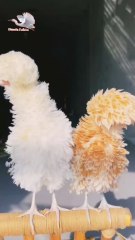 Crested chicken, funny chicken.