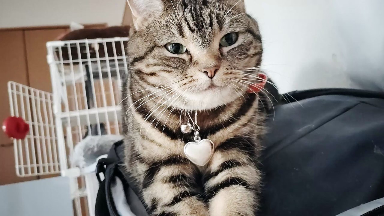 リュックの上でくつろぐシフォン