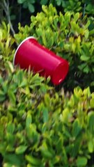 Charlotte and the 7 Frat Brothers PT-BR Subtitle