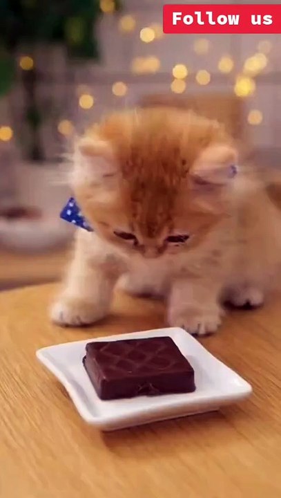 Funny cat video shorts