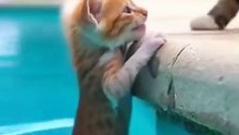 Cute cat video shorts