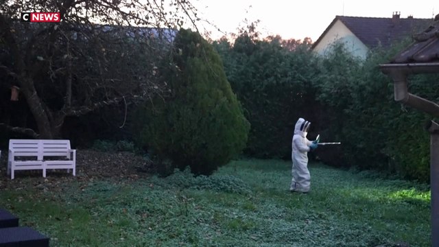 Alsace : cet apiculteur se lance à la chasse aux frelons asiatiques