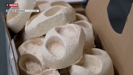Belgique : une entreprise transforme les champignons en emballages durables