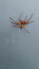 Laba-laba pemburu atau laba-laba kepiting raksasa / Huntsman spider