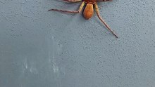 Laba-laba pemburu atau laba-laba kepiting raksasa / Huntsman spider
