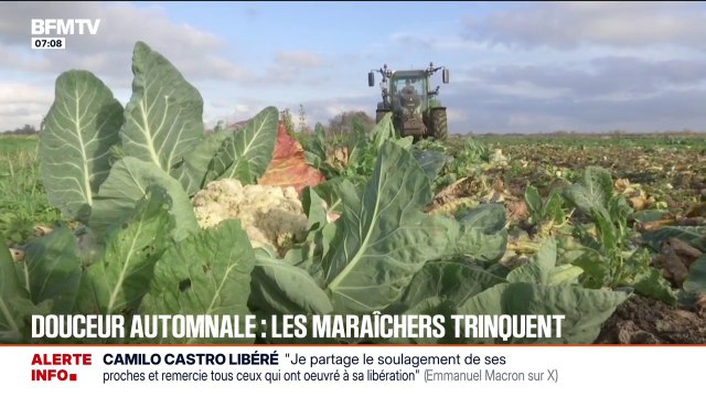 Douceur automnale: les maraîchers en première ligne