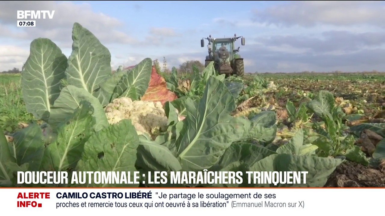 Douceur automnale: les maraîchers en première ligne