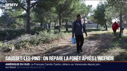Sausset-les-Pins: une centaine d'arbres plantés cinq ans après un incendie qui avait ravagé 1.000 hectares de forêt