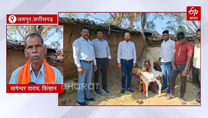 दुनिया की सबसे छोटी गाय पुंगनूर का जशपुर में जन्म, आर्टिफिशियल इनसेमिनेशन के जरिए मिली सफलता