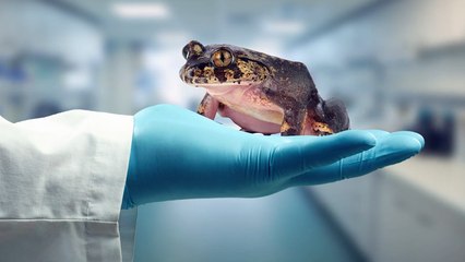 Frog Breaking Its Bones for Claws + Other Bizarre Animal Facts