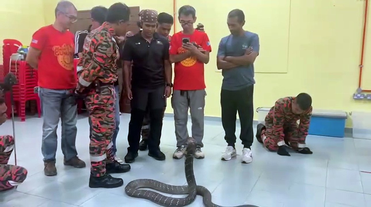 Fire and Rescue Department comes face-to-face with a king cobra
