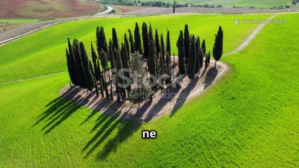 Scopri le Meraviglie del Legno di Cipresso