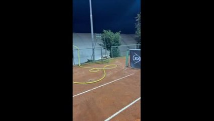 La volpe ruba le palline da tennis dal campo per giocare
