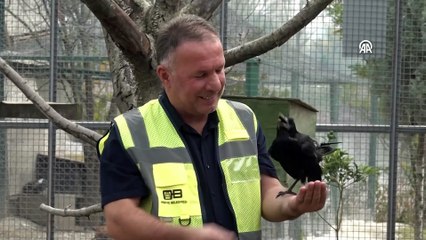 Tabiat parkında iyileşen karga, insanlara yakınlığıyla dikkati çekiyor