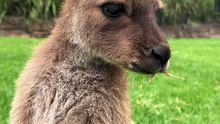 Kangaroo