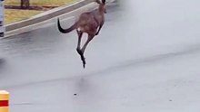 Kangaroo playing on the road