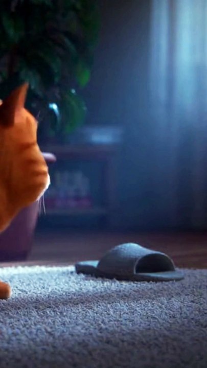 Cat Vedio Funny Shsdow