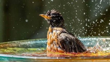 5 Ways Your Bird Bath Could Be Killing Wild Birds