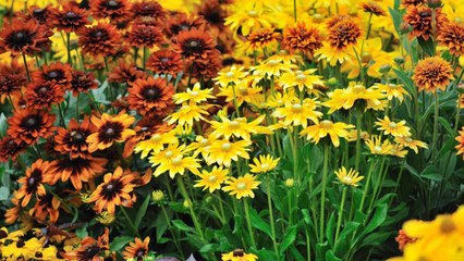 10 Perennials That Provide Show-Stopping Fall Color