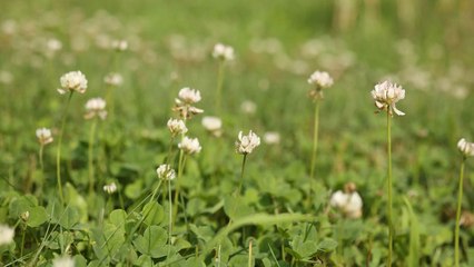 10 Reasons How Planting White Clover In Your Lawn Can Be Beneficial