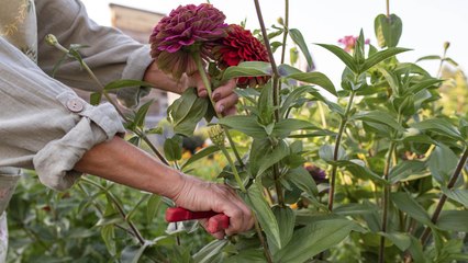 Gardening Mistakes To Avoid If You’re Growing Zinnias This Year