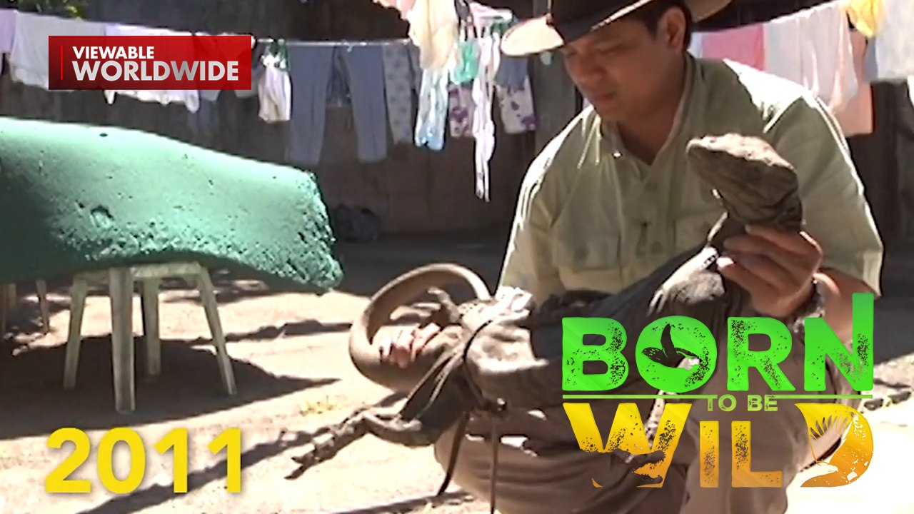 Ang hindi malilimutang wild adventures ni Doc N...