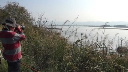 Hersek Lagünü'nün gözde misafirleri flamingolar