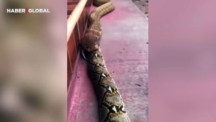 Kral kobranın dev pitonu tek hamlede yuttuğu anlar sosyal medyayı salladı