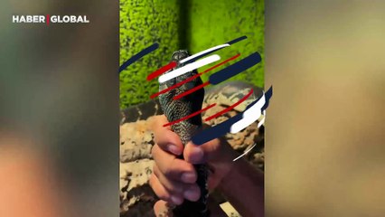 Eline aldığı yılanının şeklini değiştiren adam şoke etti!