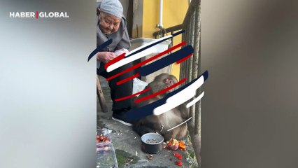 Yaşlı adam ile dakikalarca çekirdek çitleyen maymun kahkahaya boğdu