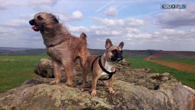 2 - CONCOURS BP OCTOBRE 2025 les poils dans le vent