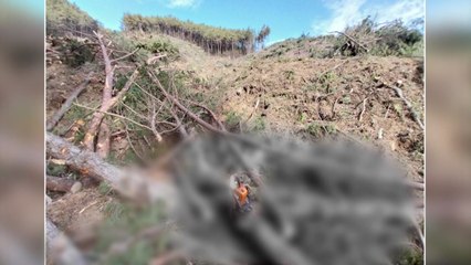 전기톱으로 소나무 벌목하던 60대 숨져 / YTN