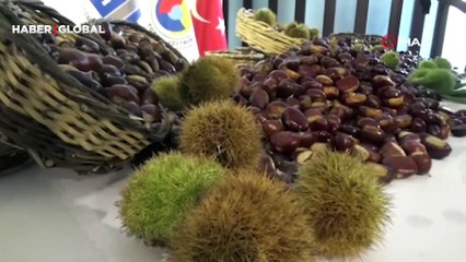 Aydın'da sezonun ilk kestanesi 350 TL’den alındı! "Ülkemiz 3 milyonun üzerinde kestane ağaç var"