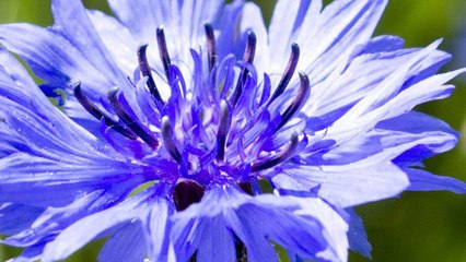 9 Gardening Tips For Growing Clusters Of Cornflowers