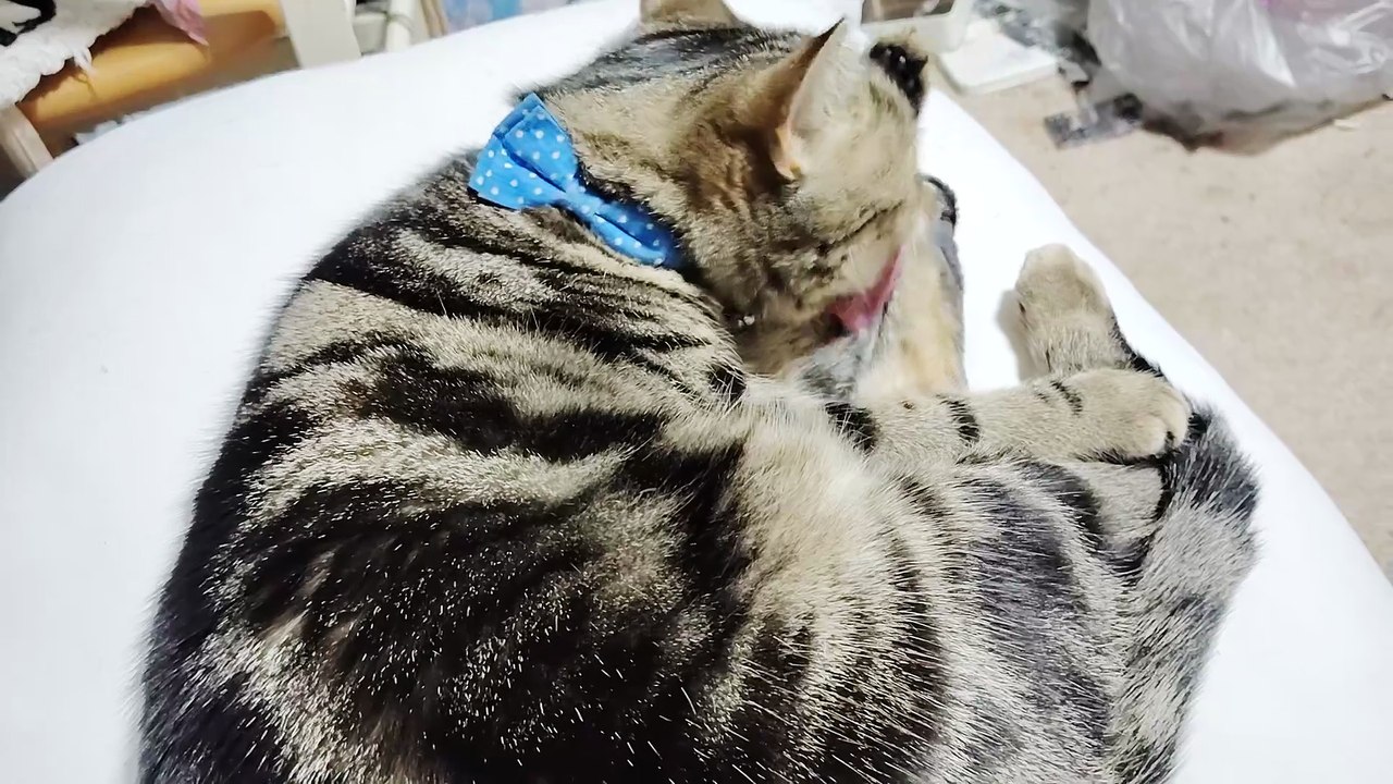 毛繕いするミア3