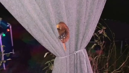 Small bird finds cozy resting spot in porch shade & feels safe enough to sleep there