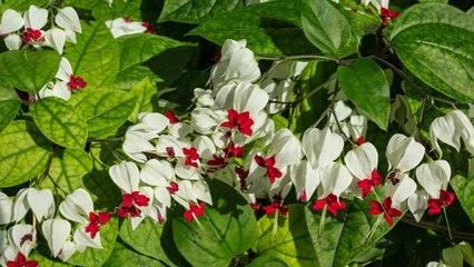 10 Heart-Shaped Summer Flowers That Are Perfect For Porches