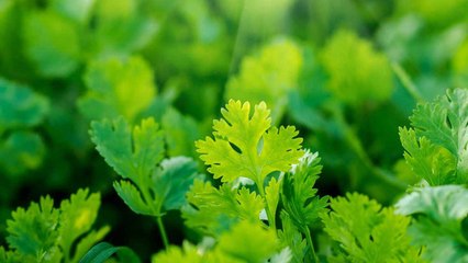 10 Companion Plants To Grow With Cilantro