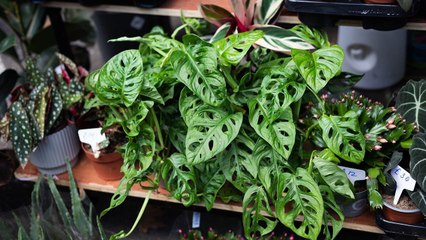 8 Vining Plants That Are Easy To Grow Indoors