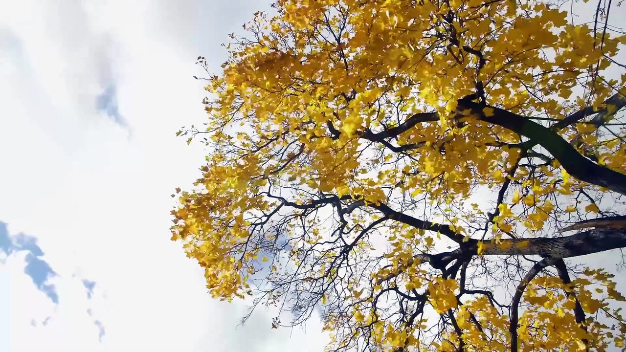 Snow.Falling.On.Pumpkins