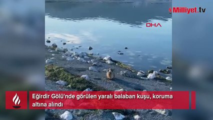 Gölde balıkçılar fark etti! Nesli tükenme tehlikesi altında