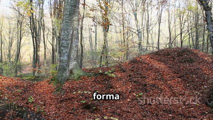 Scopri le Meraviglie del Legno di Faggio