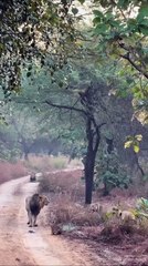 Family Dispute - Gir National Park  Credit :- Gujarat_wildlife_official & rizwan_sandh (Instragram)