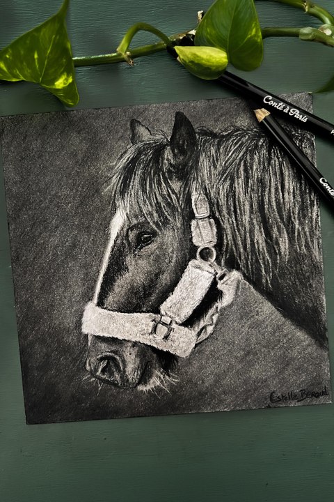 Dessin réaliste d’un cheval réalisé à la pierre noire #dessin #art #cheval
