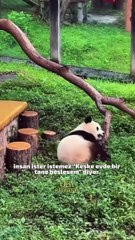 Pandalar tartışmasız dünyanın en tatlı canlılarından biri